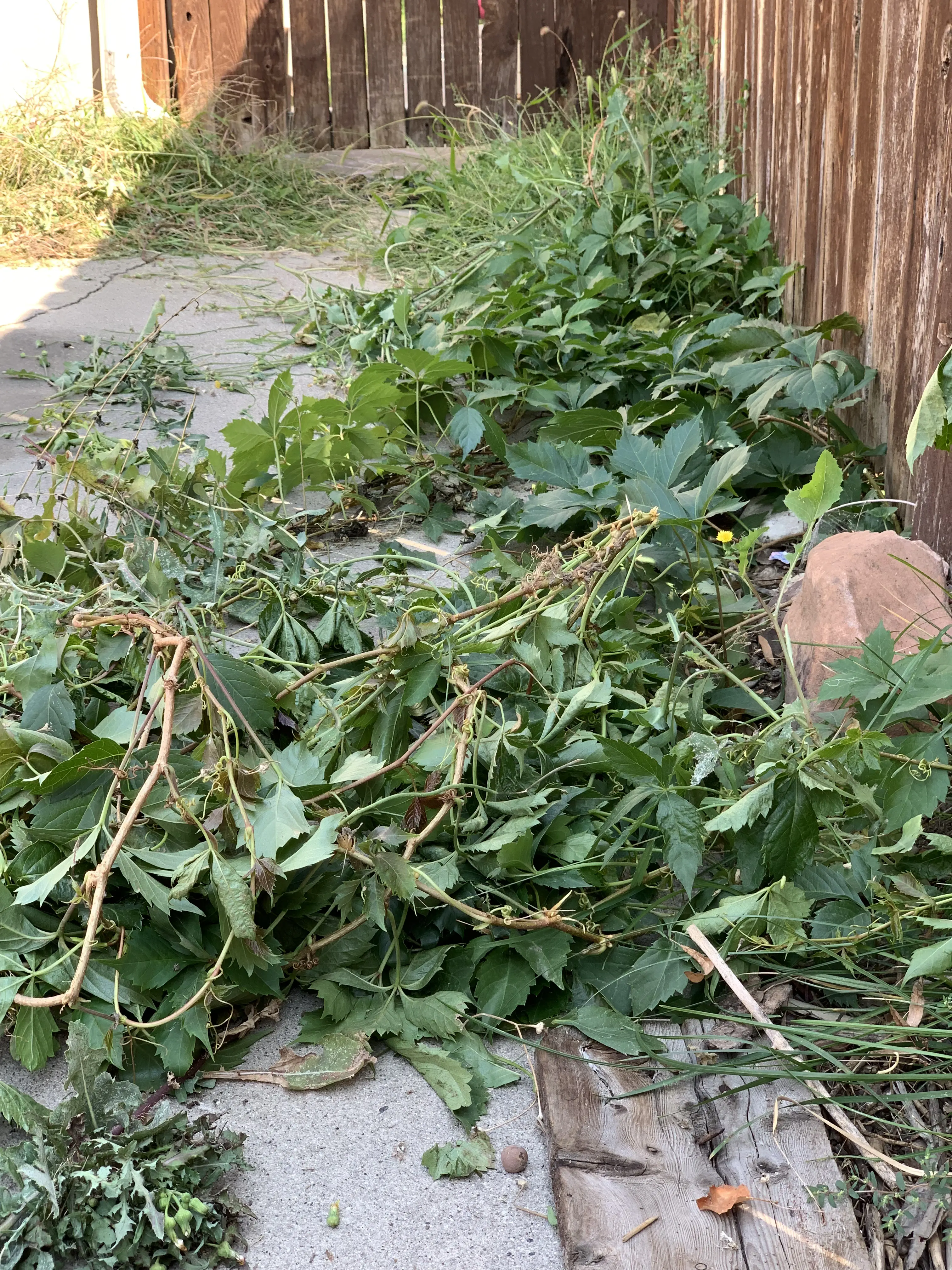 Side yard along a wood fence overgrown with weeds before a ModJobs cleanup in Utah