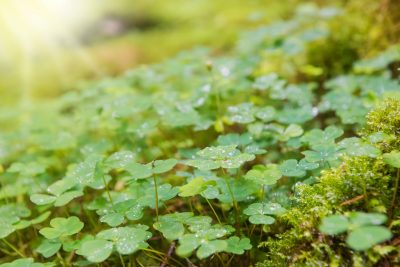Green Clover Green Clover